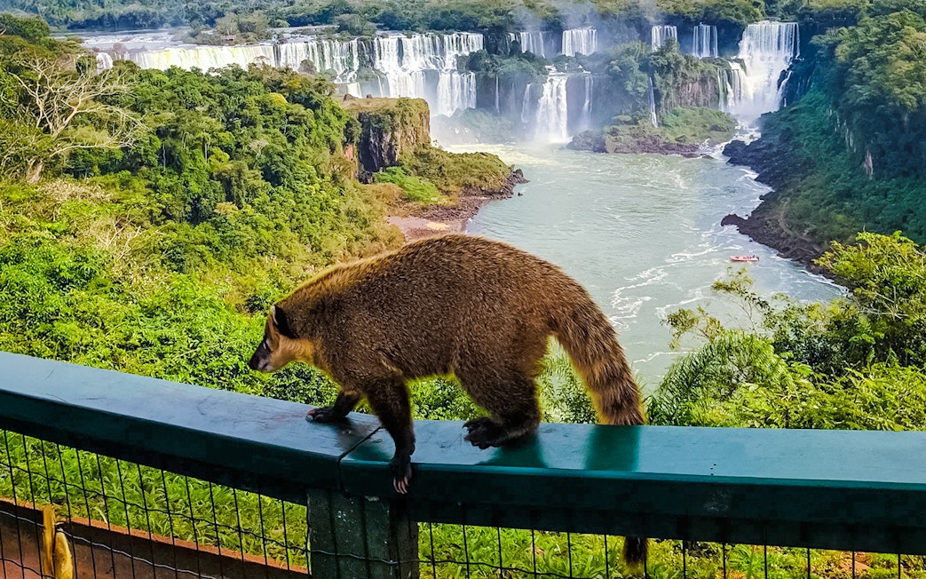 Coati walking on railing with Iguazu Falls in the background, Argentina.