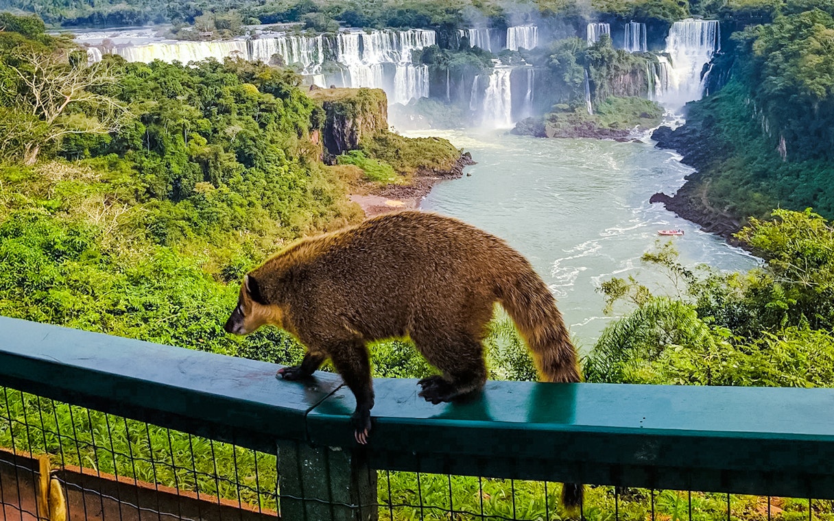 Coati walking on railing with Iguazu Falls in the background, Argentina.