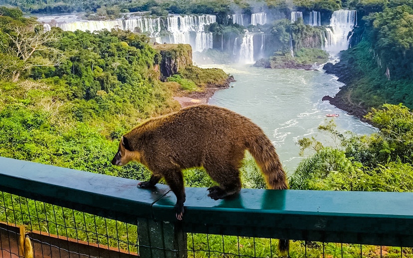 Coati walking on railing with Iguazu Falls in the background, Argentina.
