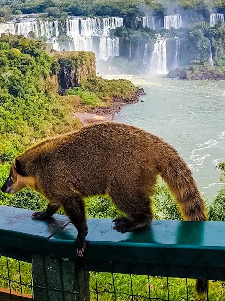 Coati walking on railing with Iguazu Falls in the background, Argentina.