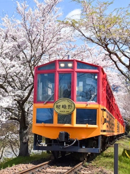 Sagano Romantic Train passing cherry blossoms in Kyoto, Japan.