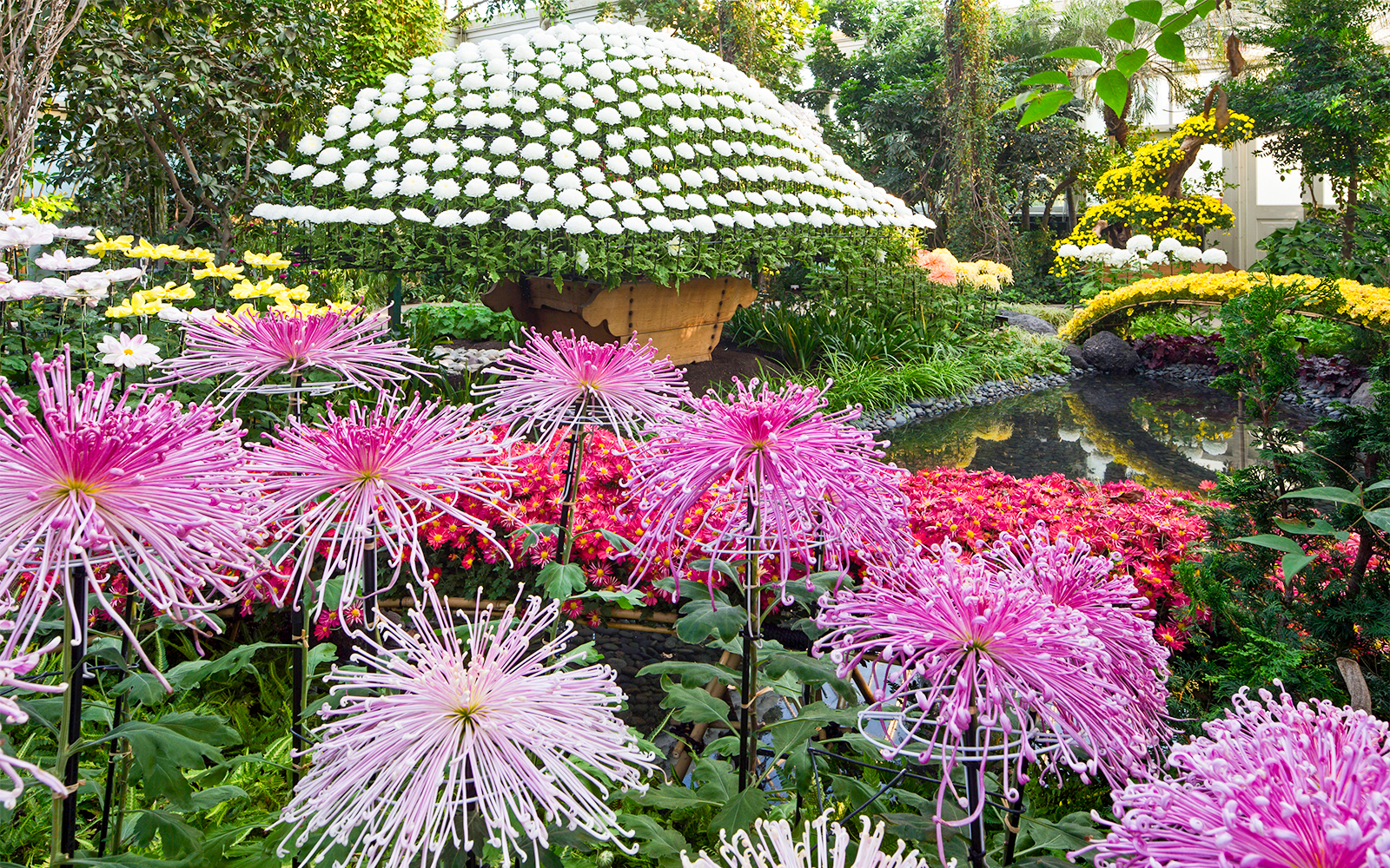 Kiku exhibition with pink and white chrysanthemums at New York Botanical Garden, Queens.