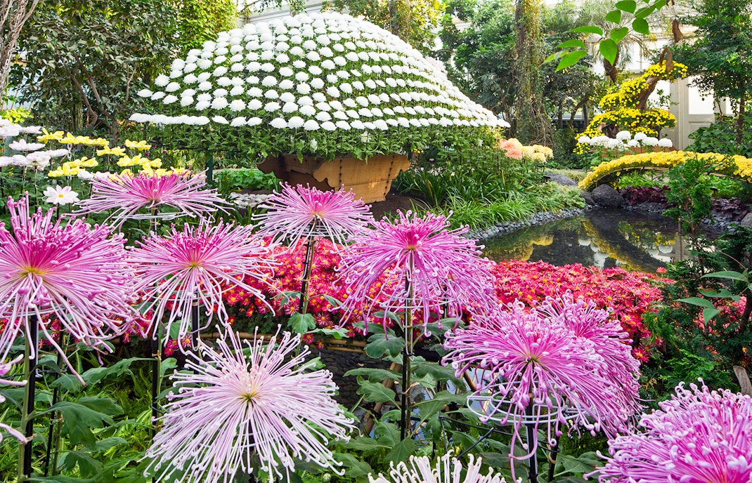 Kiku exhibition with pink and white chrysanthemums at New York Botanical Garden, Queens.