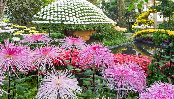 Kiku exhibition with pink and white chrysanthemums at New York Botanical Garden, Queens.