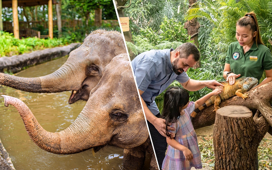 Elephants in water and family interacting with iguana at zoo with tram tour.