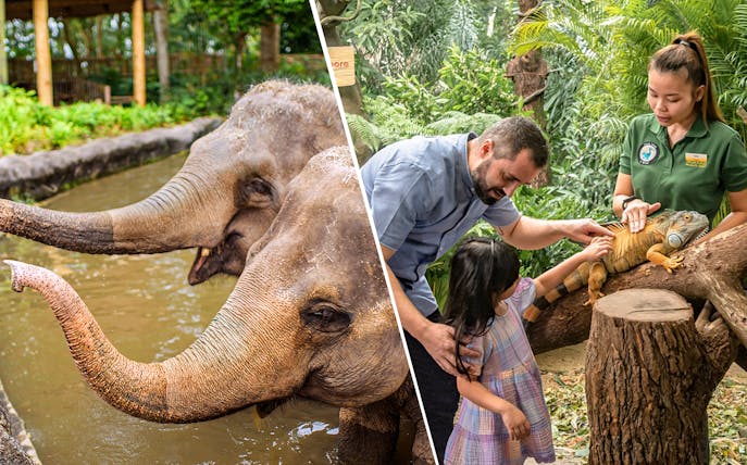 Elephants in water and family interacting with iguana at zoo with tram tour.