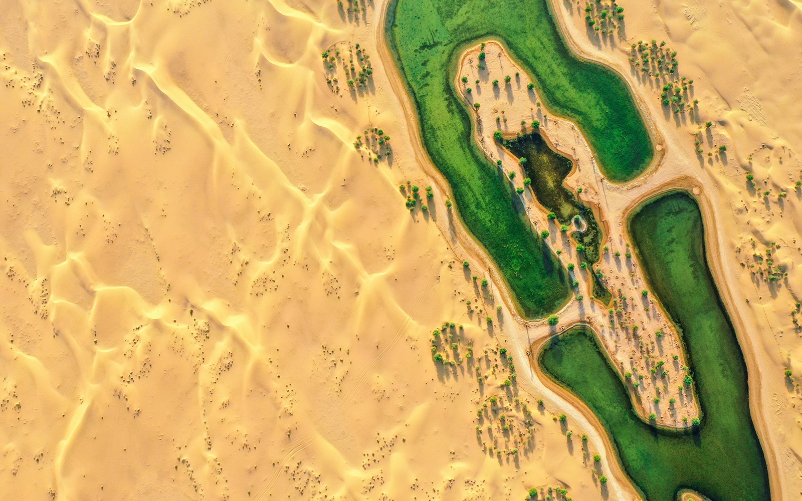 Aerial view of lakes and trees in a desert oasis, Dubai, UAE.