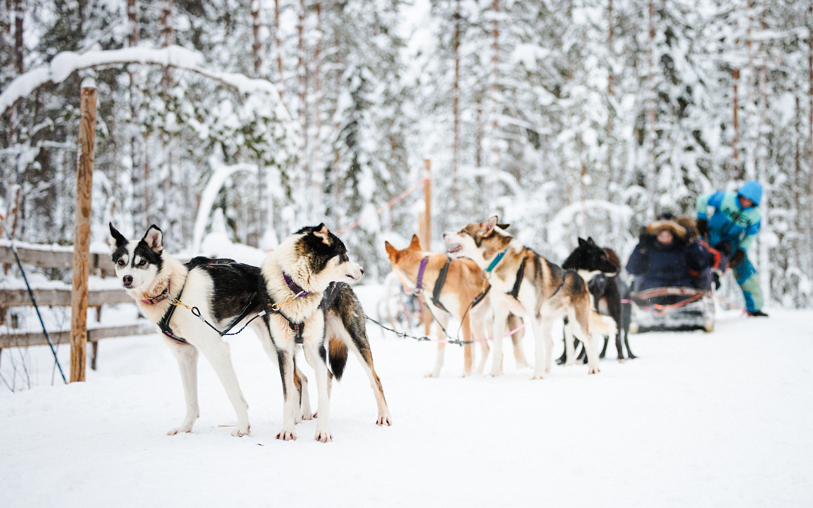 Husky sled team pulling a sled through snowy forest in Lapland.