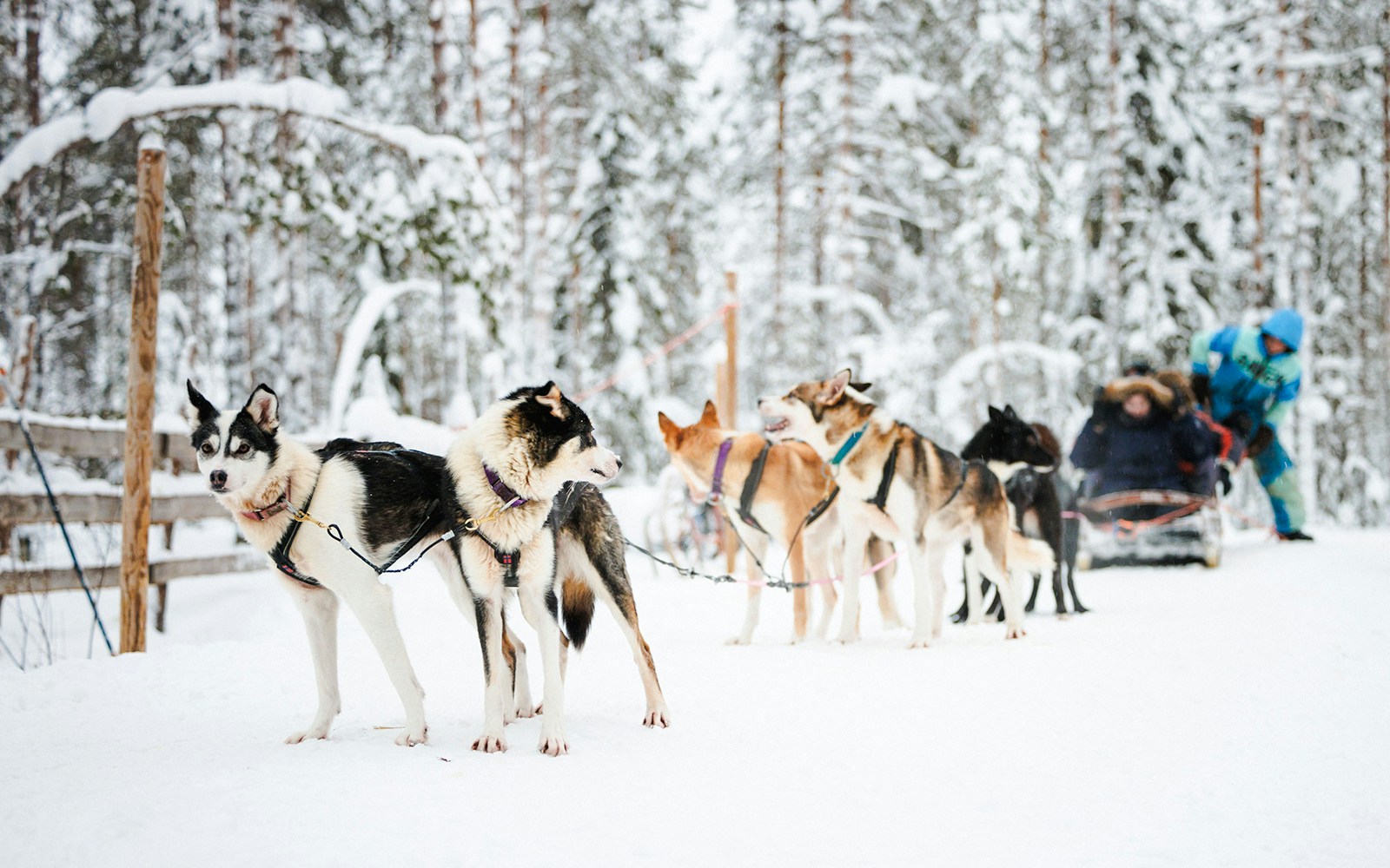 Husky sled team pulling a sled through snowy forest in Lapland.