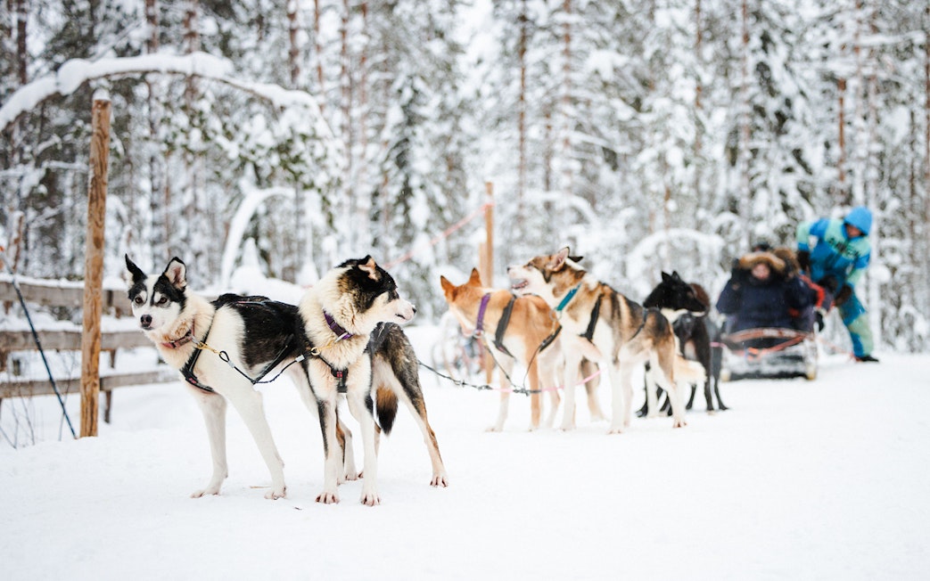 Husky sled team pulling a sled through snowy forest in Lapland.