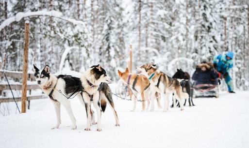 Husky sled team pulling a sled through snowy forest in Lapland.