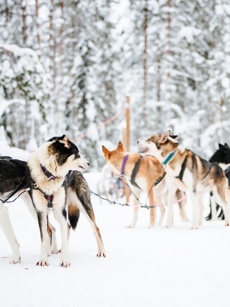 Husky sled team pulling a sled through snowy forest in Lapland.