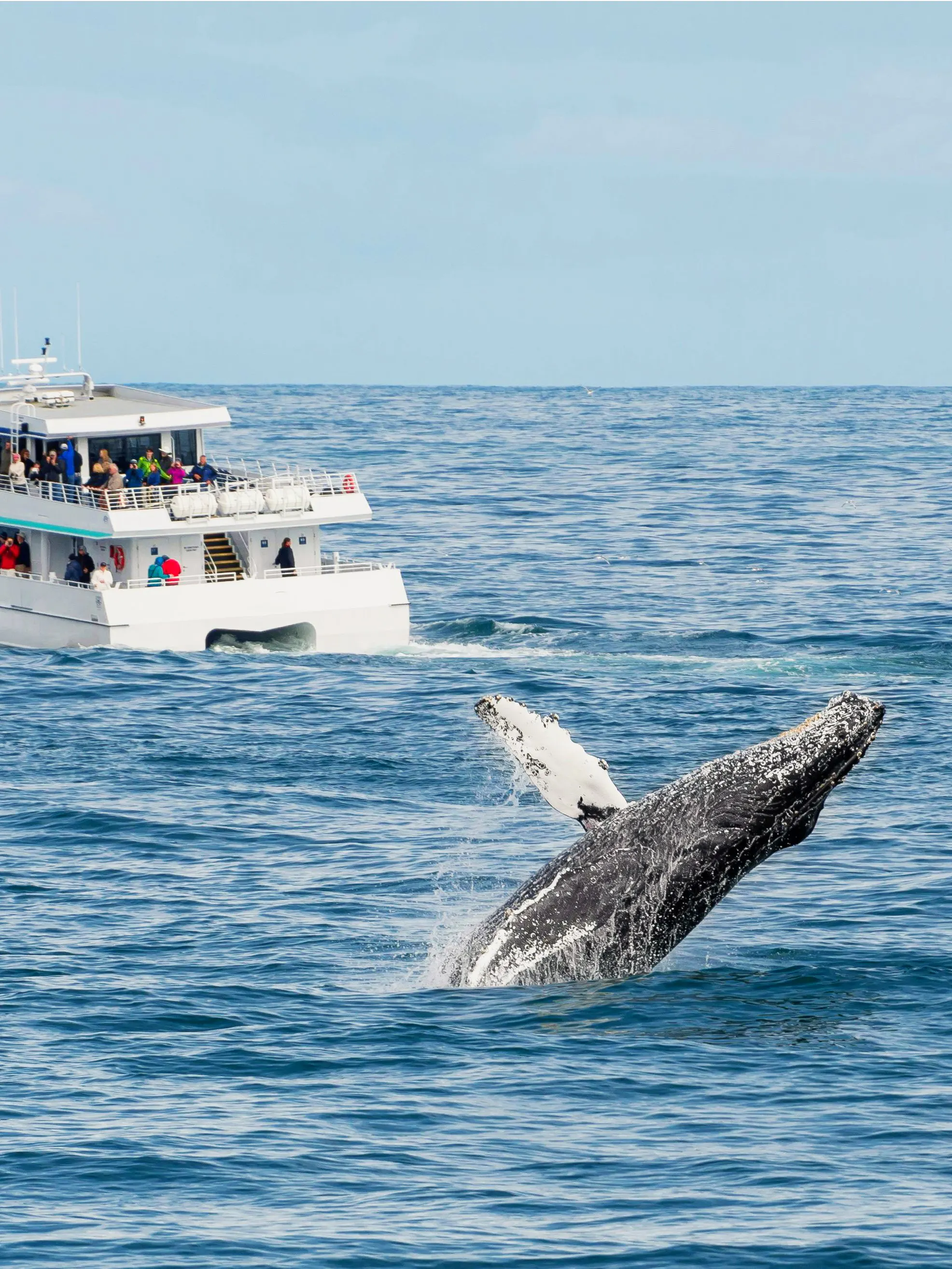 Whale breaching near tour boat during whale watching excursion.