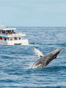 Whale breaching near tour boat during whale watching excursion.