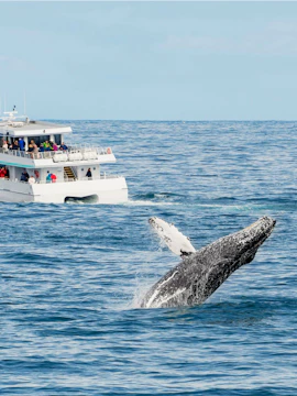 Whale breaching near tour boat during whale watching excursion.