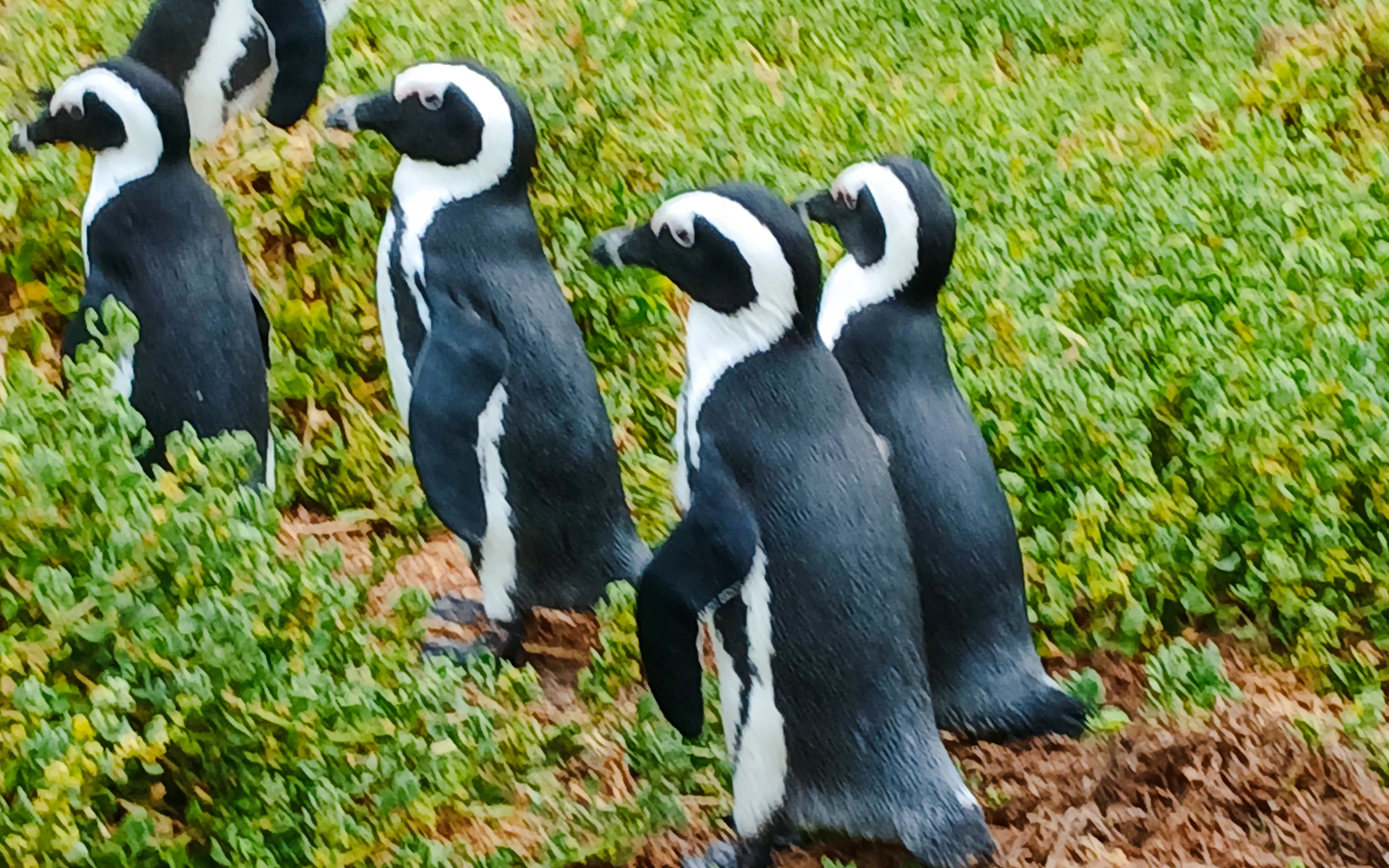 Cape Town Private Tour of Table Mountain, Cape of Good Hope and Boulders Beach Penguin Colony Image 2