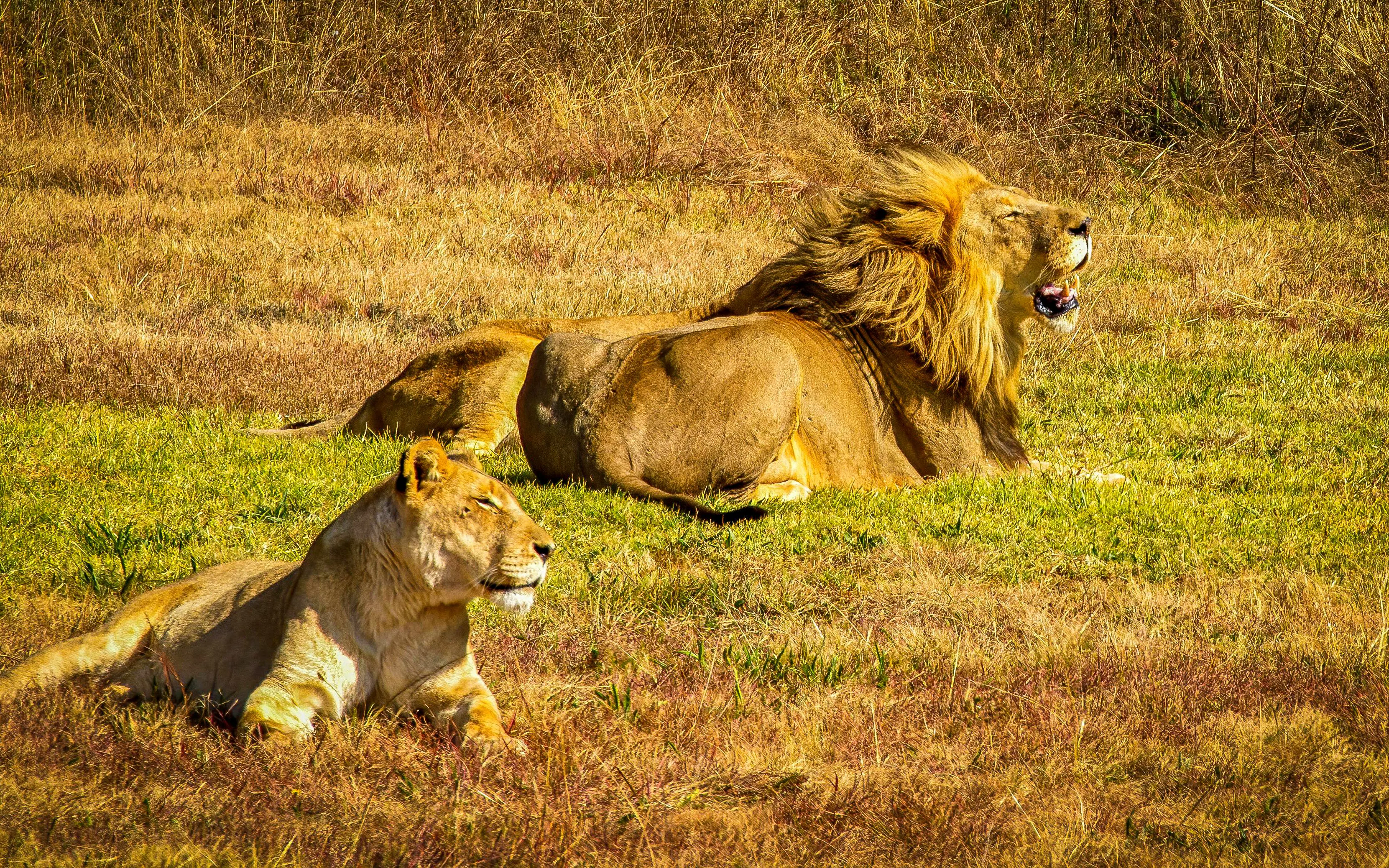 Lions resting in grass during Johannesburg safari.