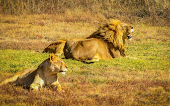 Lions resting in grass during Johannesburg safari.