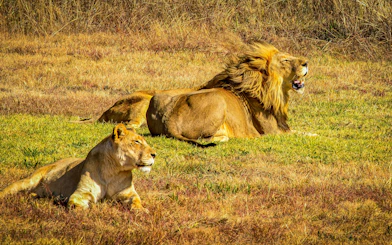 Lions resting in grass during Johannesburg safari.