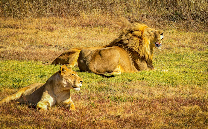 Lions resting in grass during Johannesburg safari.