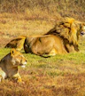 Lion & Safari Park