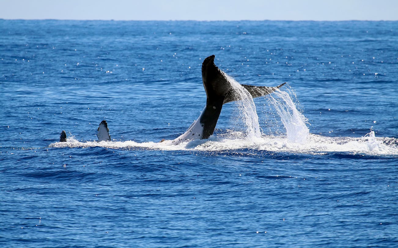 Whale tail splashing in ocean during half-day whale watching tour.