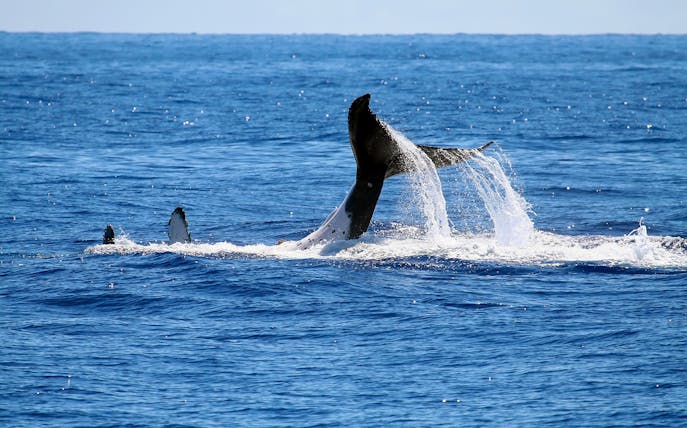 Whale tail splashing in ocean during half-day whale watching tour.