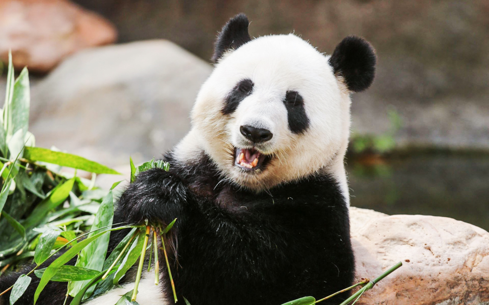 Panda eating bamboo at Ocean Park, Hong Kong.