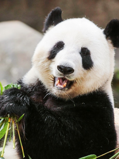 Panda eating bamboo at Ocean Park, Hong Kong.