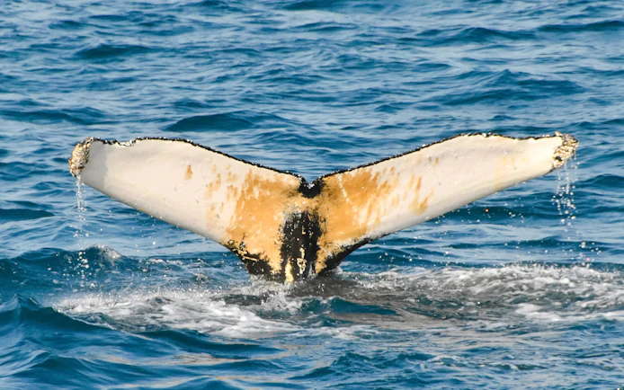 Whale tail emerging from water during Reykjavik whale watching tour.