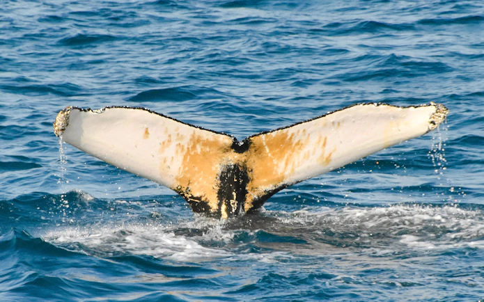 Whale tail emerging from water during Reykjavik whale watching tour.