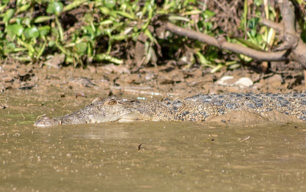 Crocodile partially submerged in water at Paya Indah Discovery Wetlands, Gamuda Cove.
