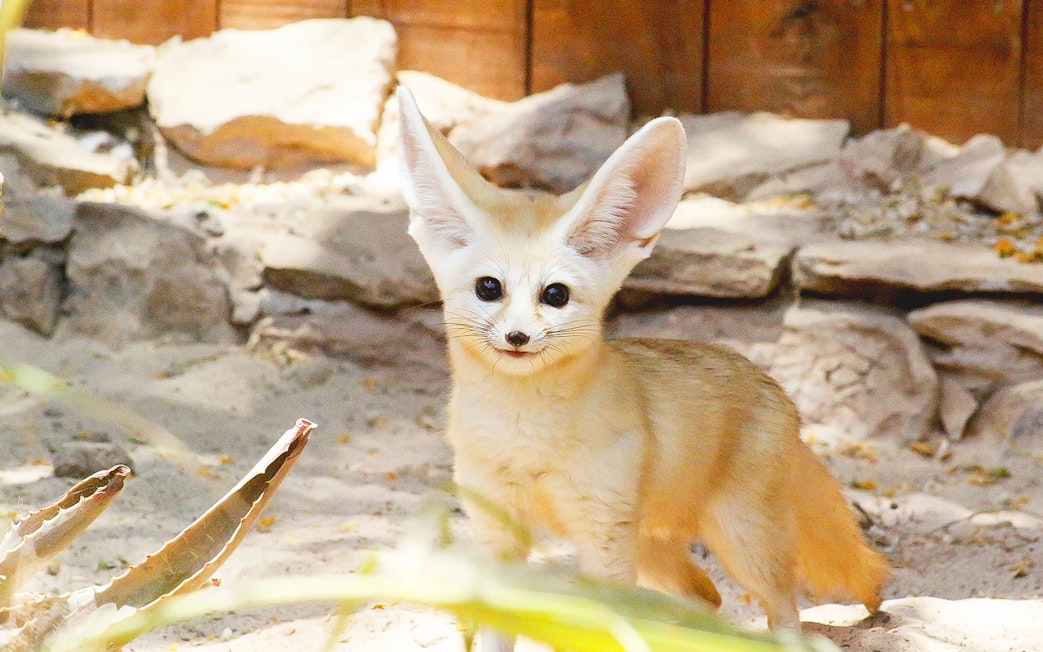 Fennec fox at Oasis Wildlife Fuerteventura entrance.