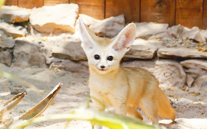Fennec fox at Oasis Wildlife Fuerteventura entrance.