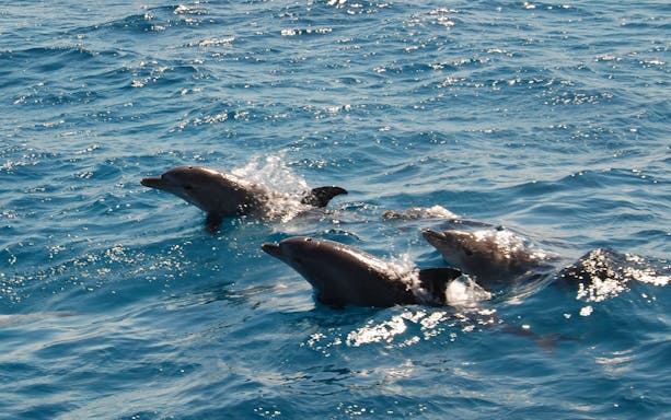 Dolphins swimming near a private speedboat at Dolphin House.