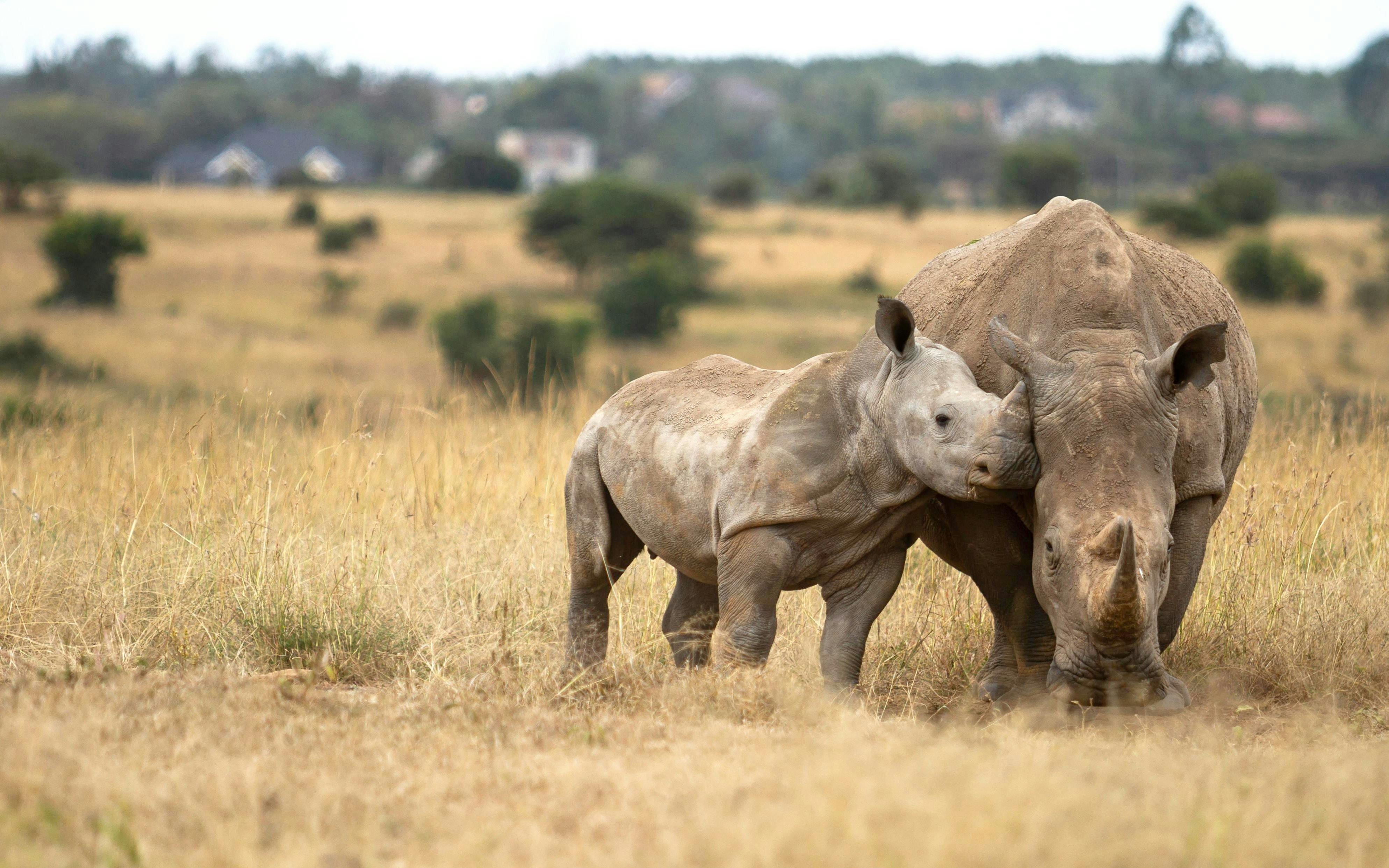 Ngulia Rhino Sanctuary