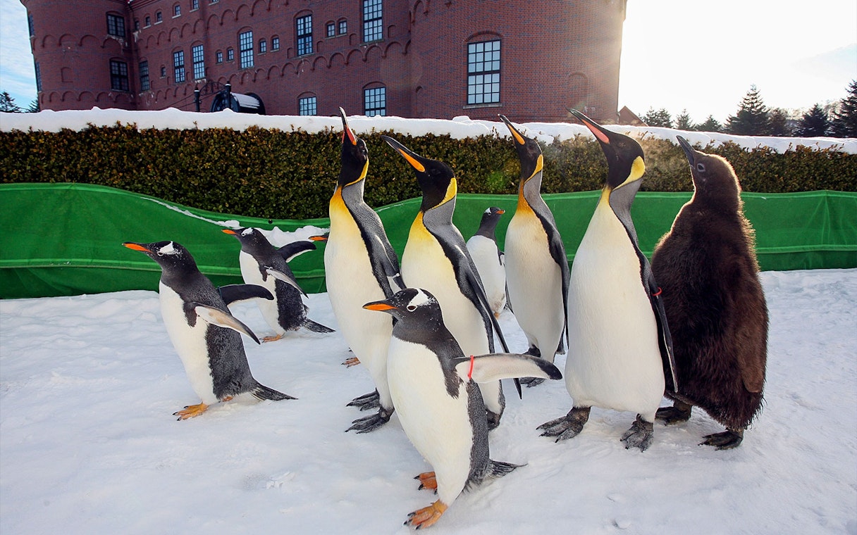 Penguins walking in snow at Noboribetsu Marine Park NIXE, Japan.