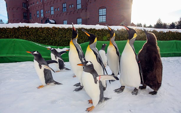 Penguins walking in snow at Noboribetsu Marine Park NIXE, Japan.