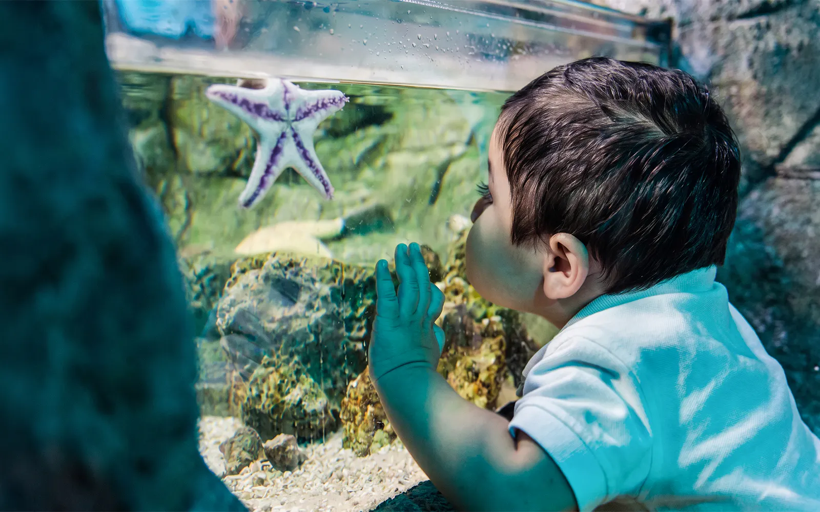 Child observing a starfish in a pond at Sea Life New Jersey.