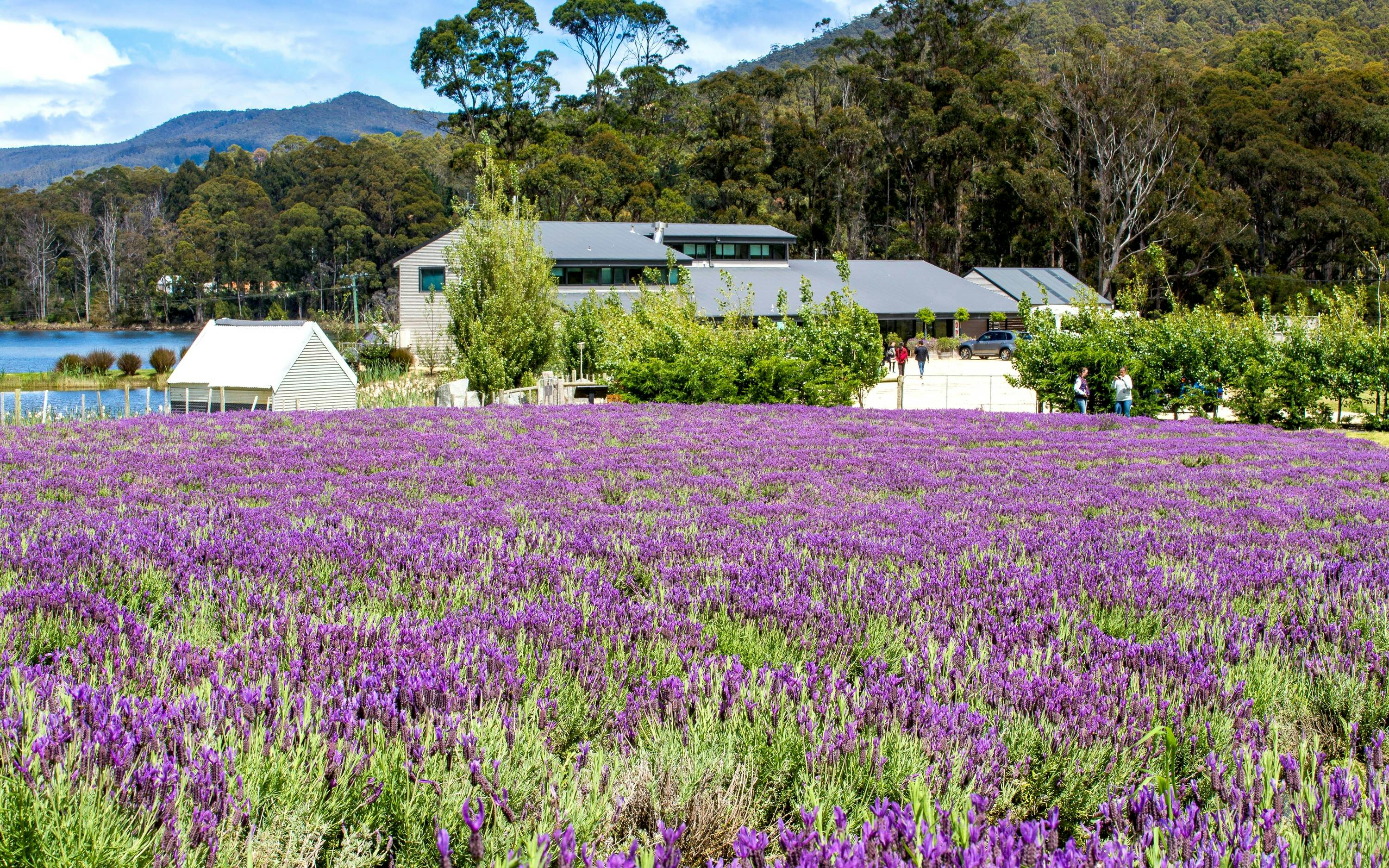 Lavender fields with buildings and forest backdrop in Port Arthur, Tasman Peninsula.