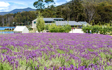 Lavender fields with buildings and forest backdrop in Port Arthur, Tasman Peninsula.
