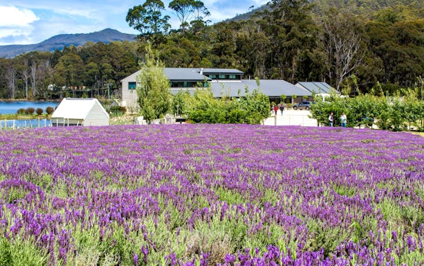 Lavender fields with buildings and forest backdrop in Port Arthur, Tasman Peninsula.