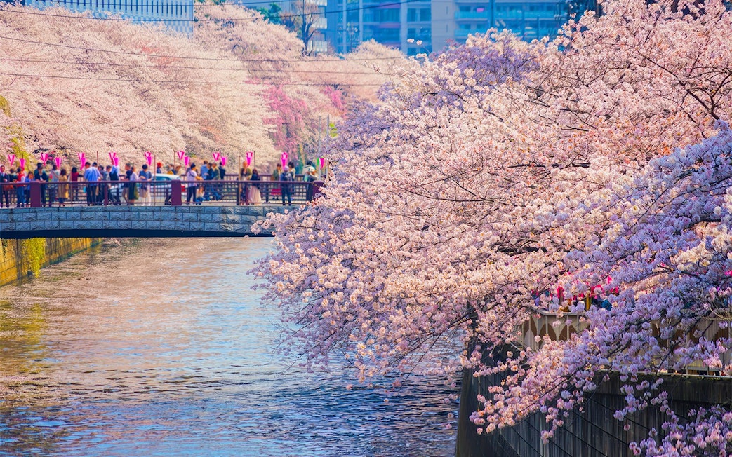 Cherry blossoms along Meguro River promenade in Tokyo, Japan with people on a bridge.