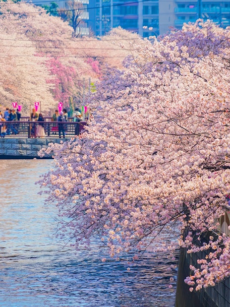 Cherry blossoms along Meguro River promenade in Tokyo, Japan with people on a bridge.