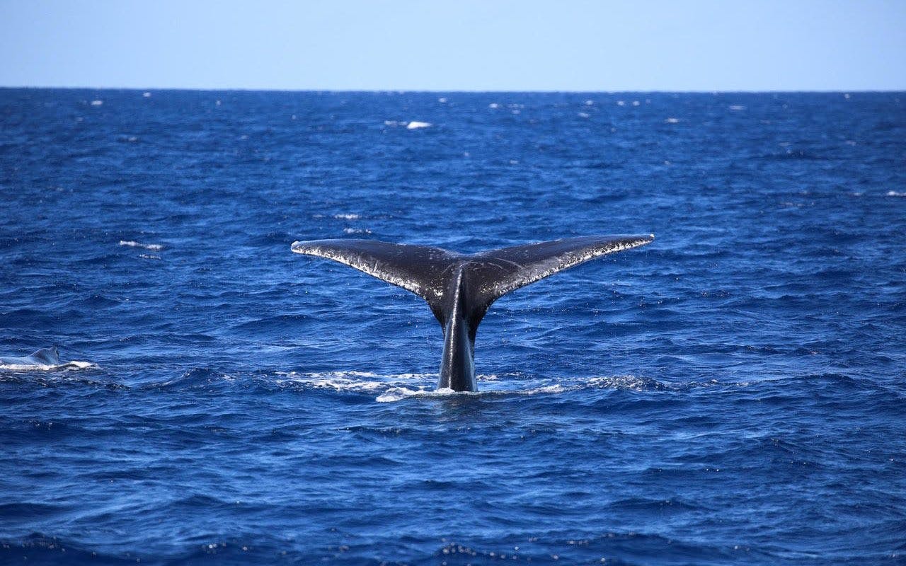 Whale tail emerging from ocean during Cairns to Fitzroy Island cruise.