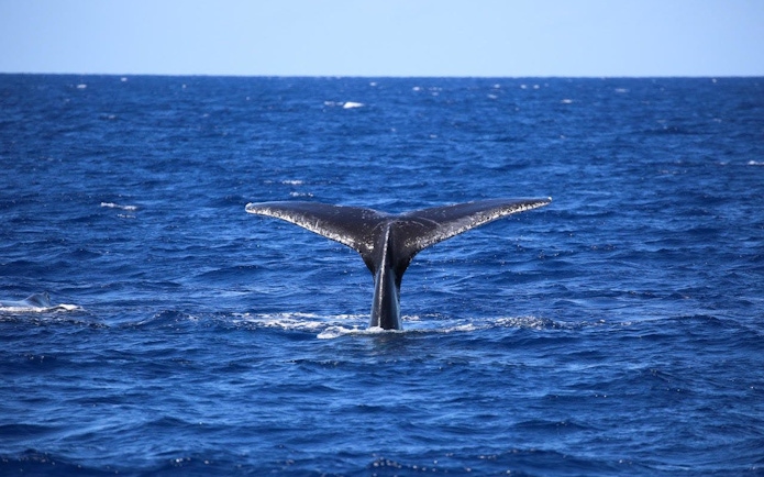Whale tail emerging from ocean during Cairns to Fitzroy Island cruise.