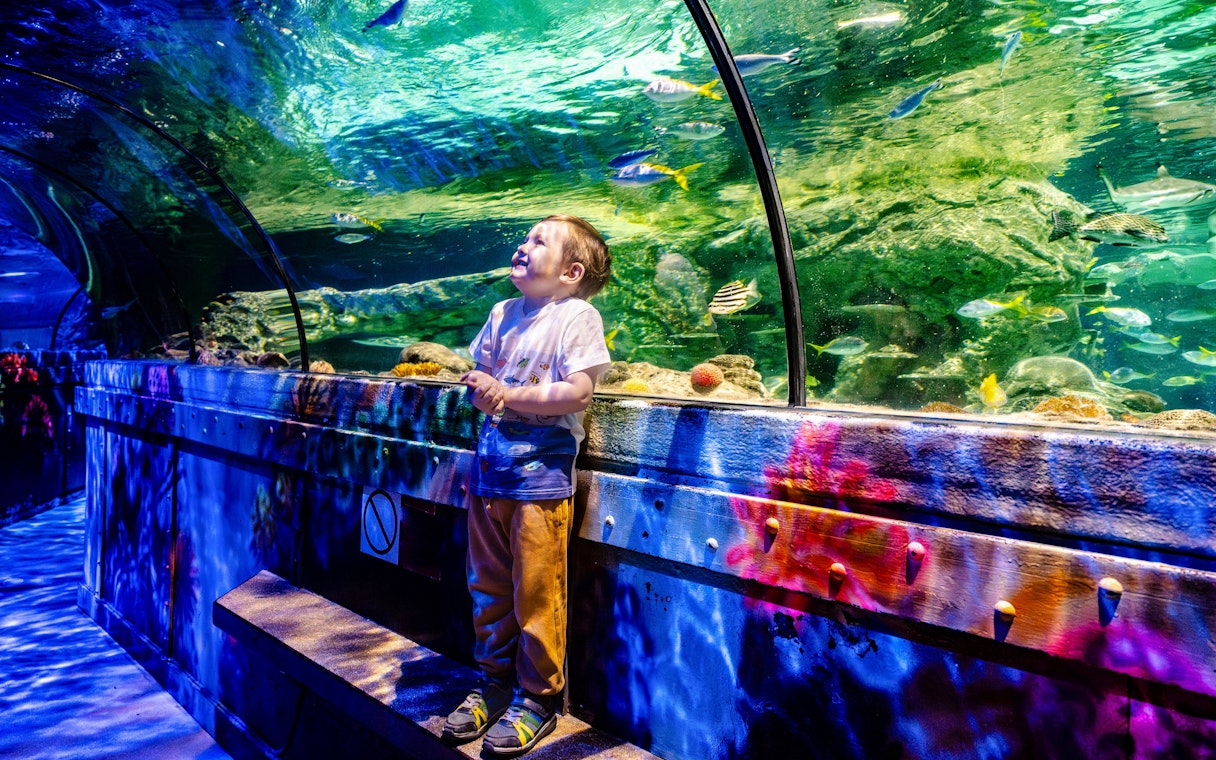 Visitors enjoying the aquarium tunnel at SEA Life Brighton, surrounded by colorful fish.