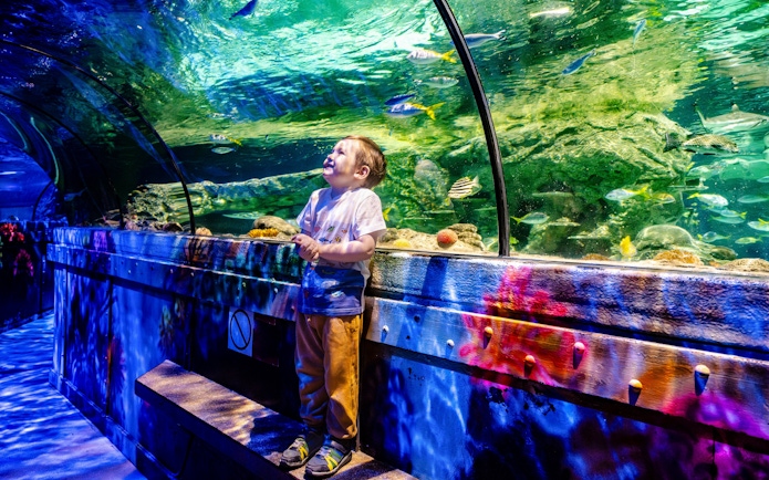 Visitors enjoying the aquarium tunnel at SEA Life Brighton, surrounded by colorful fish.