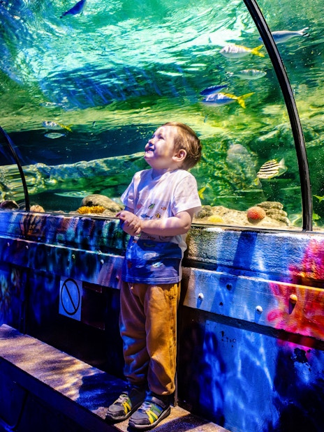 Visitors enjoying the aquarium tunnel at SEA Life Brighton, surrounded by colorful fish.