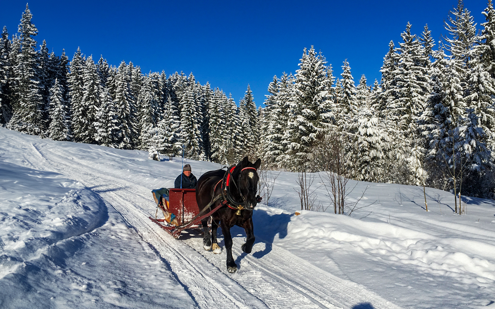 Horse-drawn sleigh in snowy Tatra Mountains forest near Krakow.